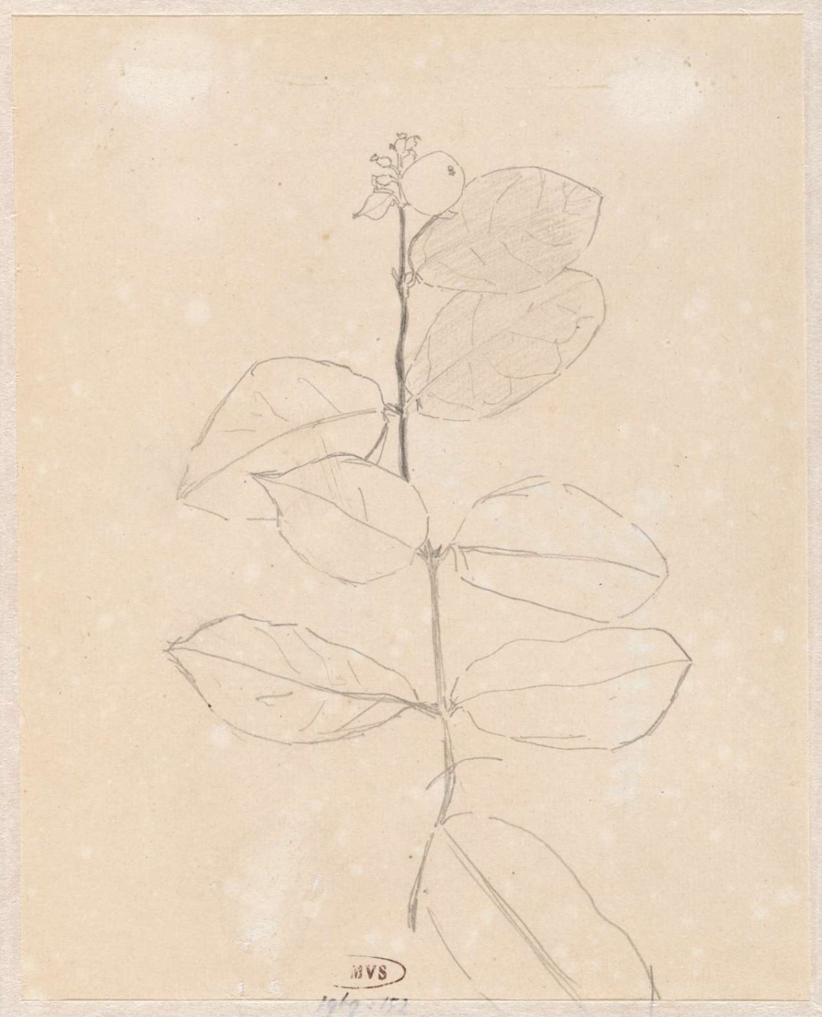 Plantenstudie, Theo Nieuwenhuis, 1876 - 1951