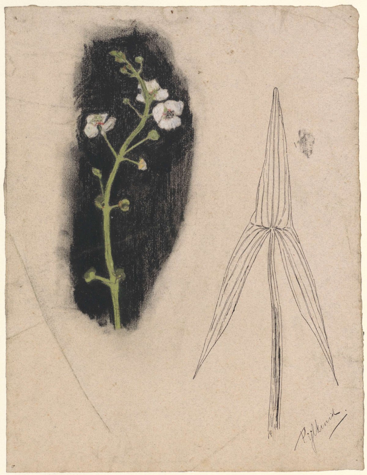 Plant study with arrowhead, Theo Nieuwenhuis, 1876 - 1951