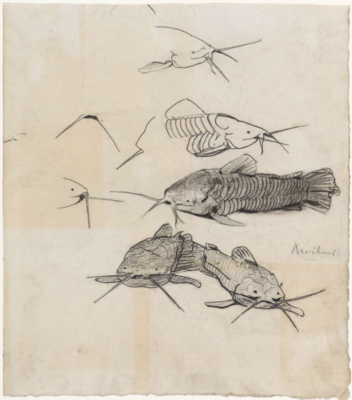 Study sheet with catfish, Theo Nieuwenhuis, 1876 - 1951