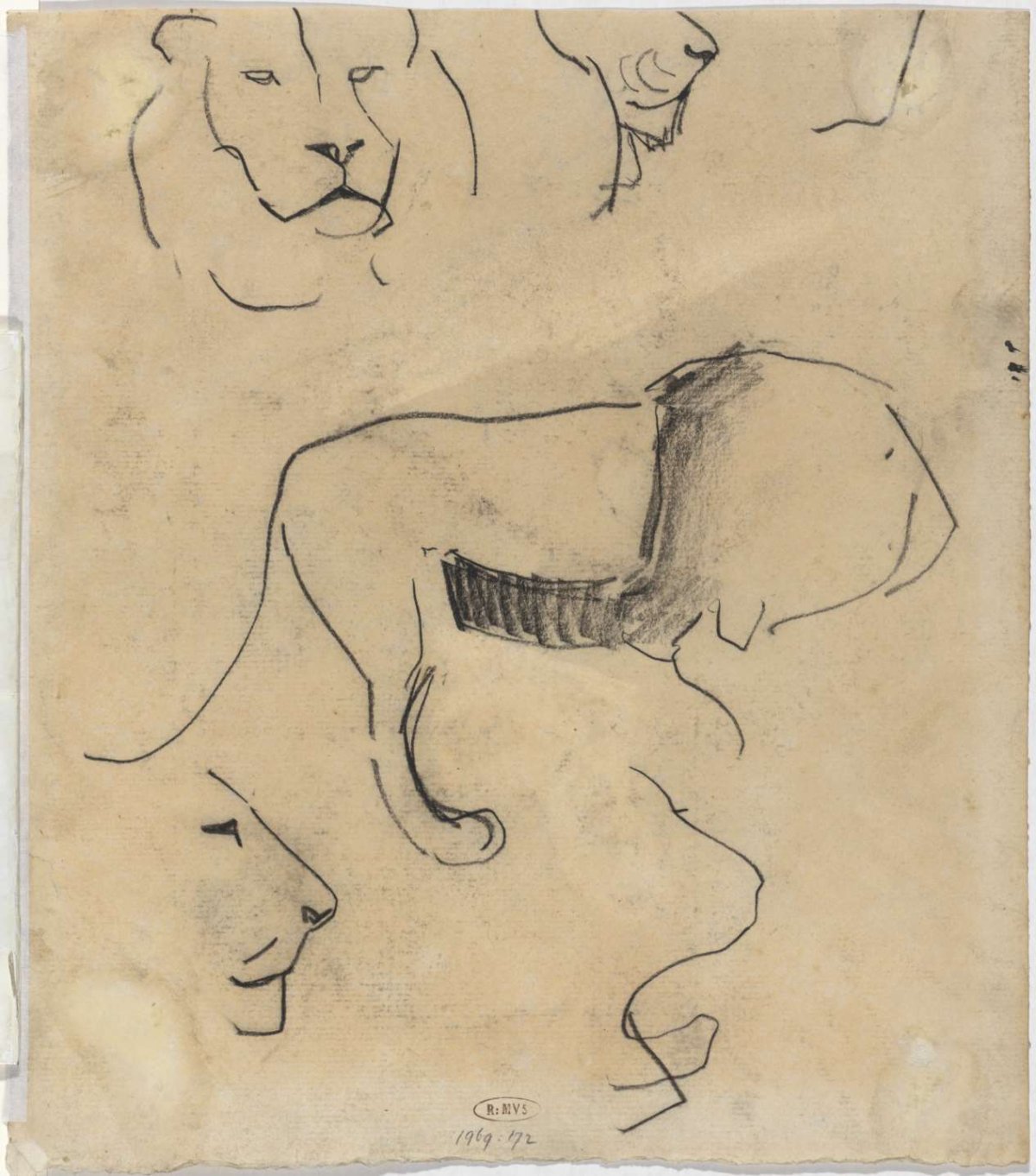 Study sheet with lions, Theo Nieuwenhuis, 1876 - 1951