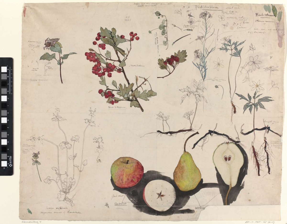 Study sheet with fruits, plants and flowers, Theo Nieuwenhuis, 1876 - 1951