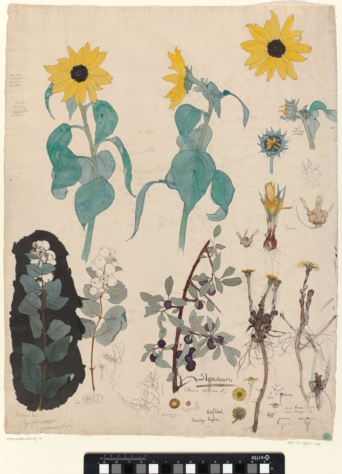 Study Sheet of Sunflowers, Snowberry, and Blackthorn, Theo Nieuwenhuis, c. 1895