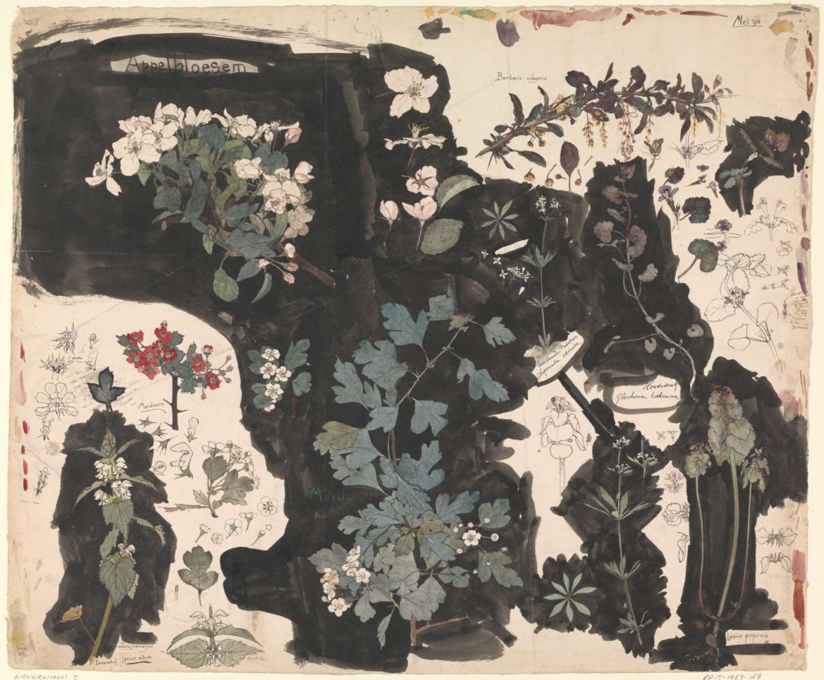 Study of Apple Blossom, Dead Nettle, Mayflower, and Ground Ivy, Theo Nieuwenhuis, 1896