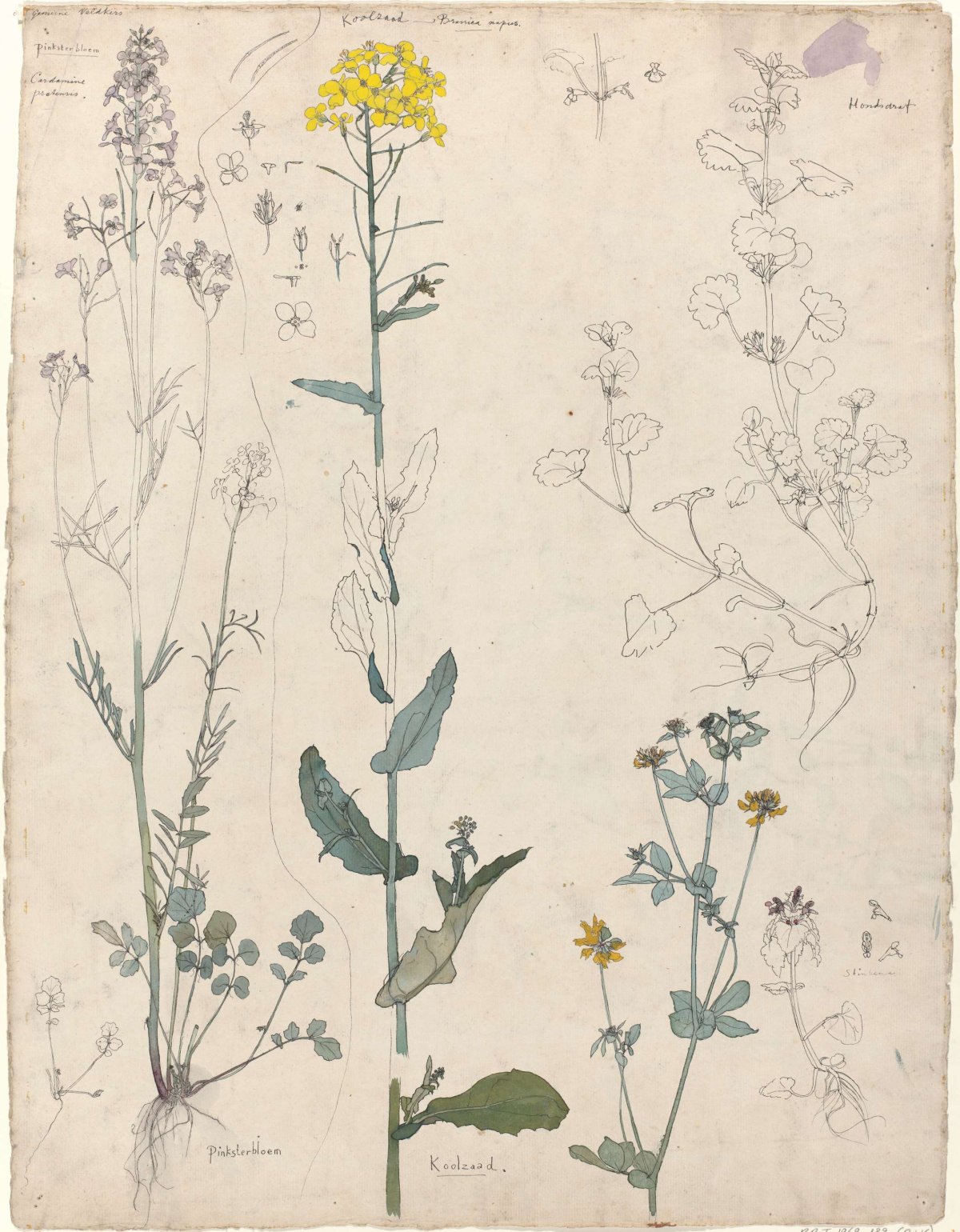 Studies of plants, Theo Nieuwenhuis, 1876 - 1951