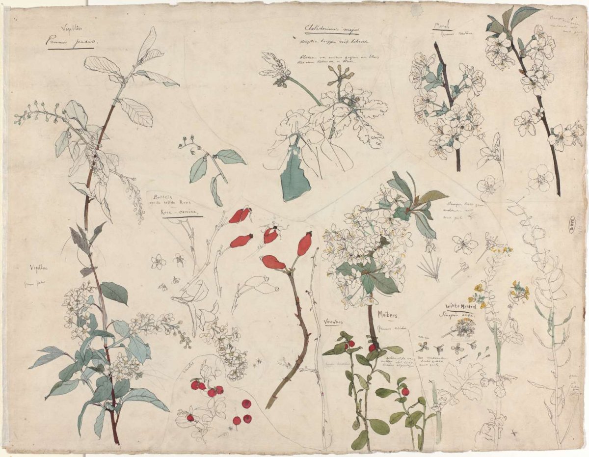 Studies of plants, Theo Nieuwenhuis, 1876 - 1951