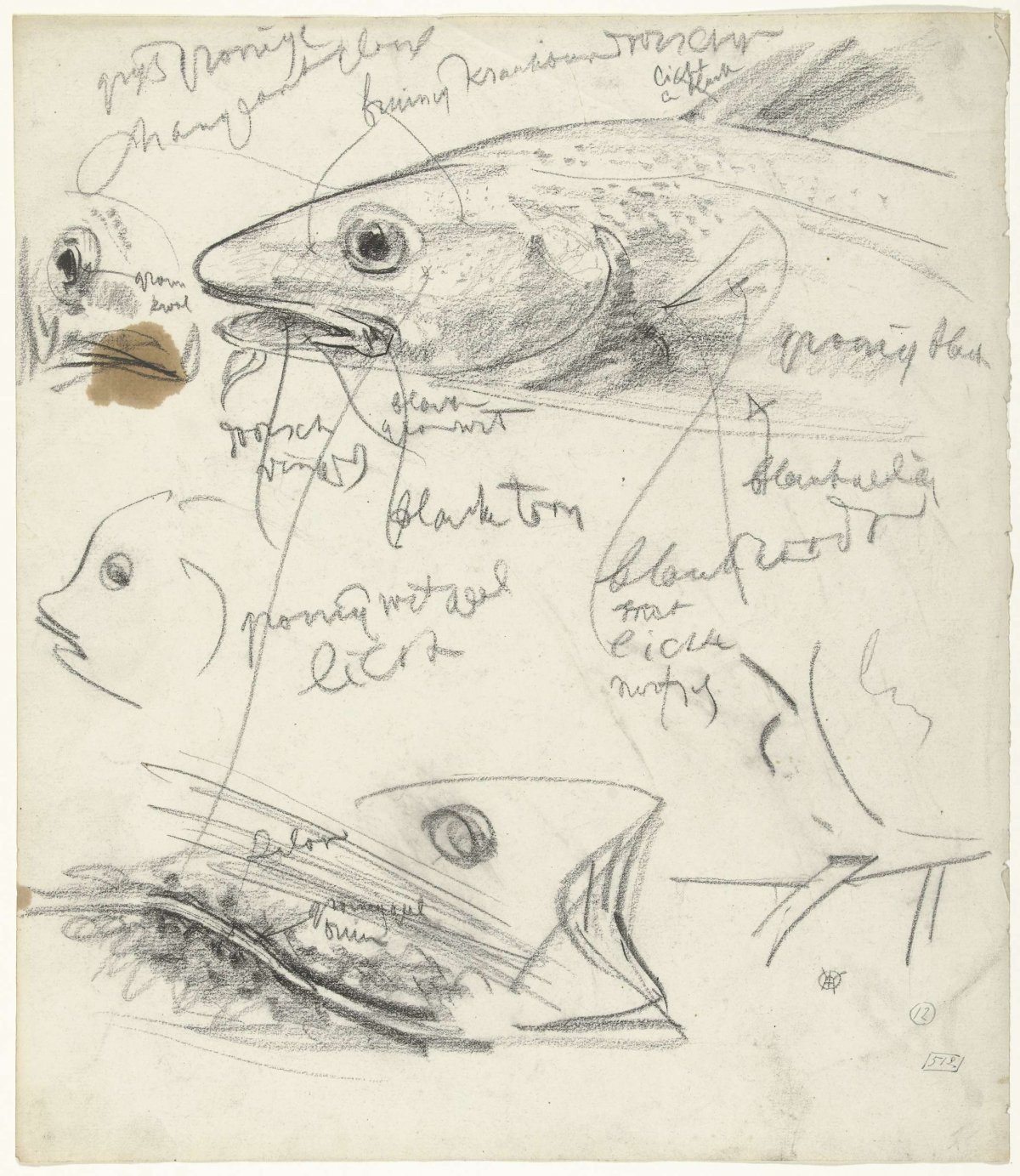 Studies of fish, with color notes, Gerrit Willem Dijsselhof, 1876 - 1924