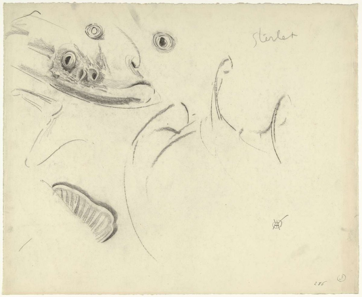 Head of a sterlet and detail studies of eyes, tail and fins, Gerrit Willem Dijsselhof, 1876 - 1924