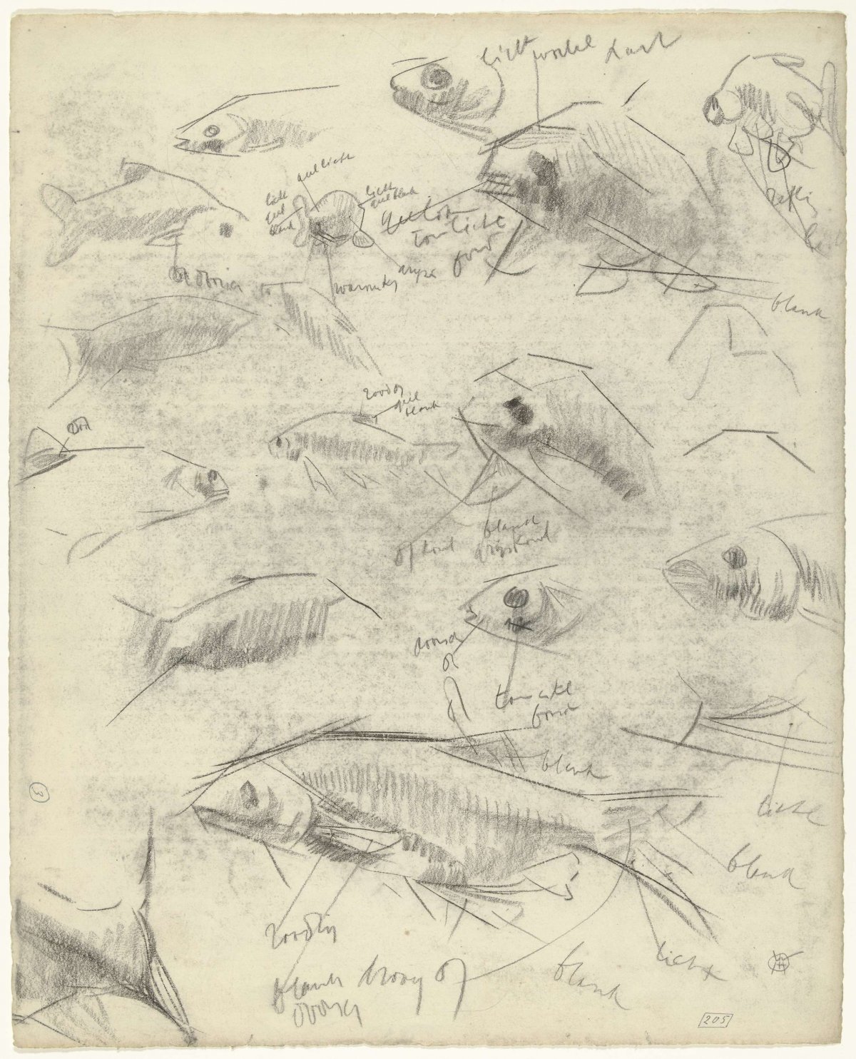 Studies of a fish, with color notes, Gerrit Willem Dijsselhof, 1876 - 1924