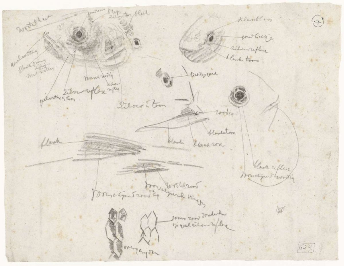 Detailed studies of fish, with color notes, Gerrit Willem Dijsselhof, 1876 - 1924