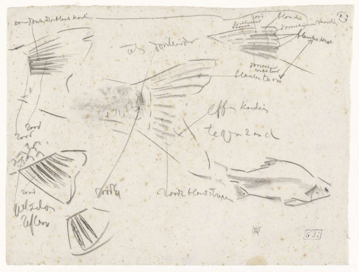 Studies of the tail of a fish, with color notes, Gerrit Willem Dijsselhof, 1876 - 1924