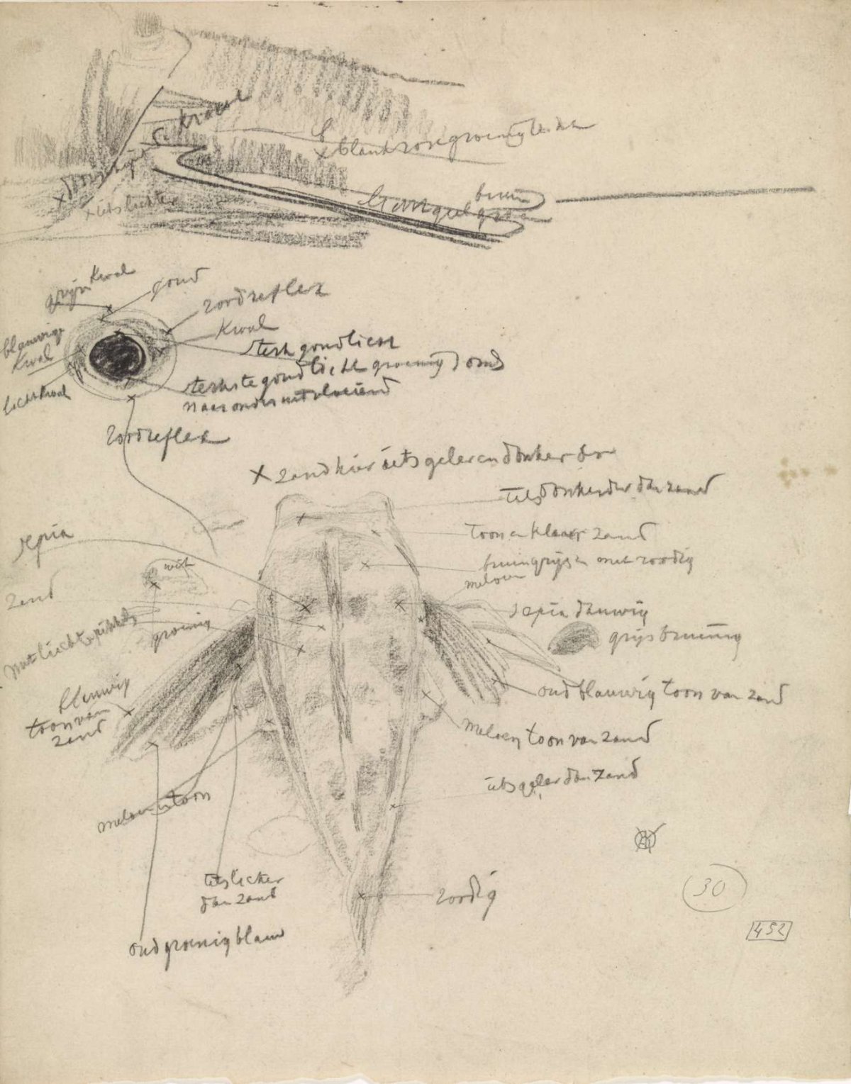 Poon seen on the back and studies of an eye, Gerrit Willem Dijsselhof, 1876 - 1924