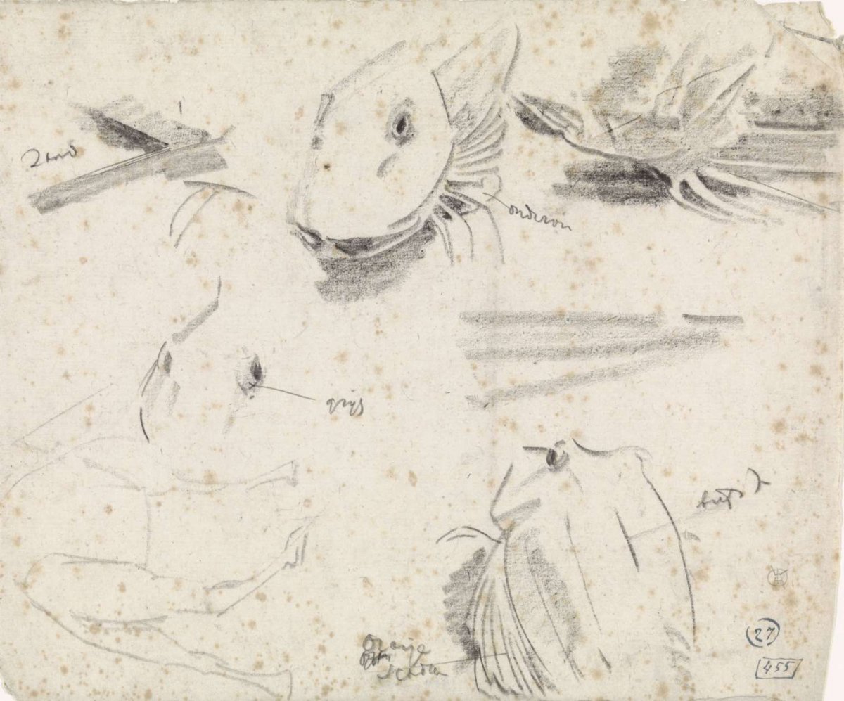 Studies of a gurnard and a sketch of a camel, Gerrit Willem Dijsselhof, 1876 - 1924