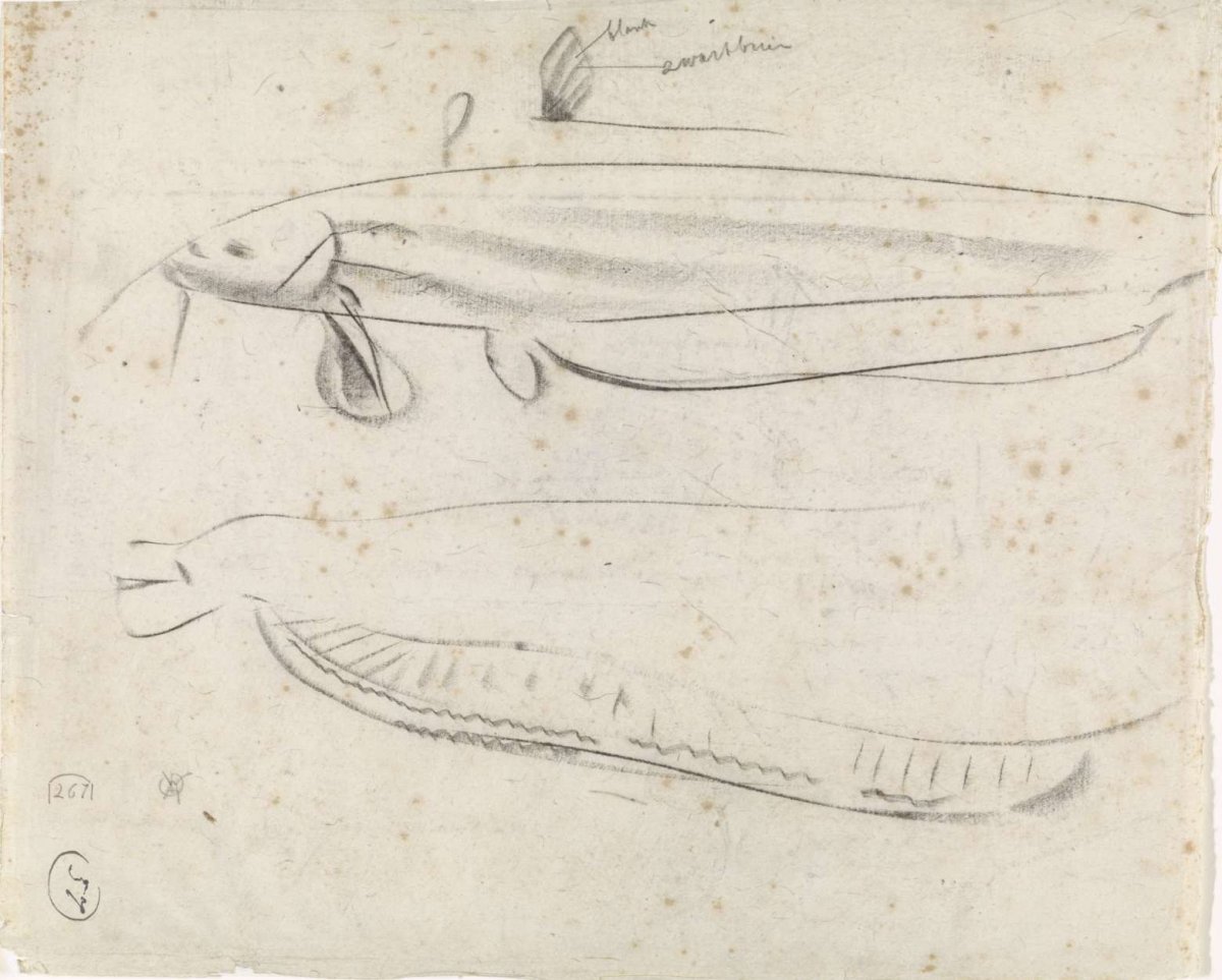 Studies of a electric eel, Gerrit Willem Dijsselhof, 1876 - 1924