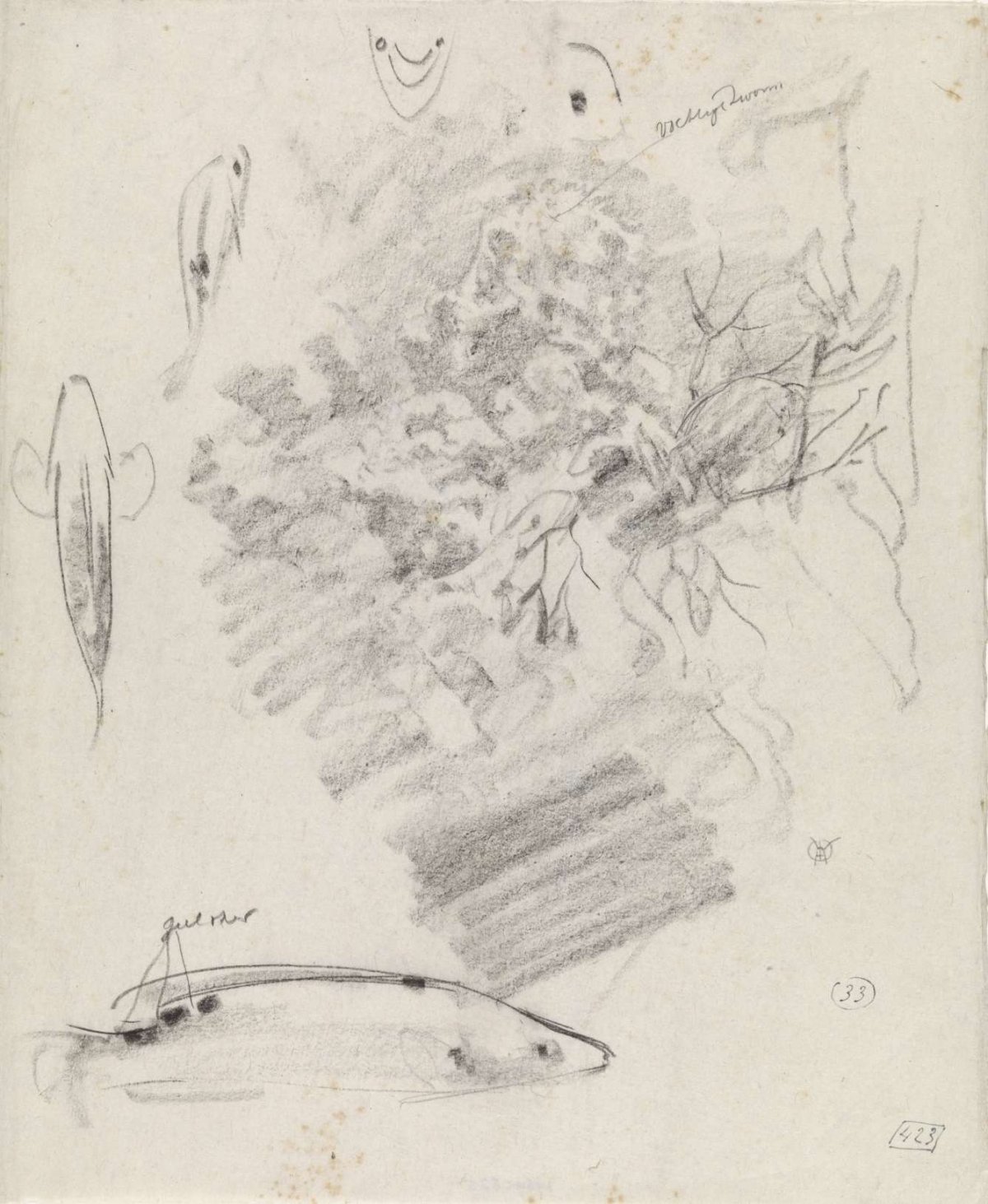 Studies of some fish and a rock formation, Gerrit Willem Dijsselhof, 1876 - 1924