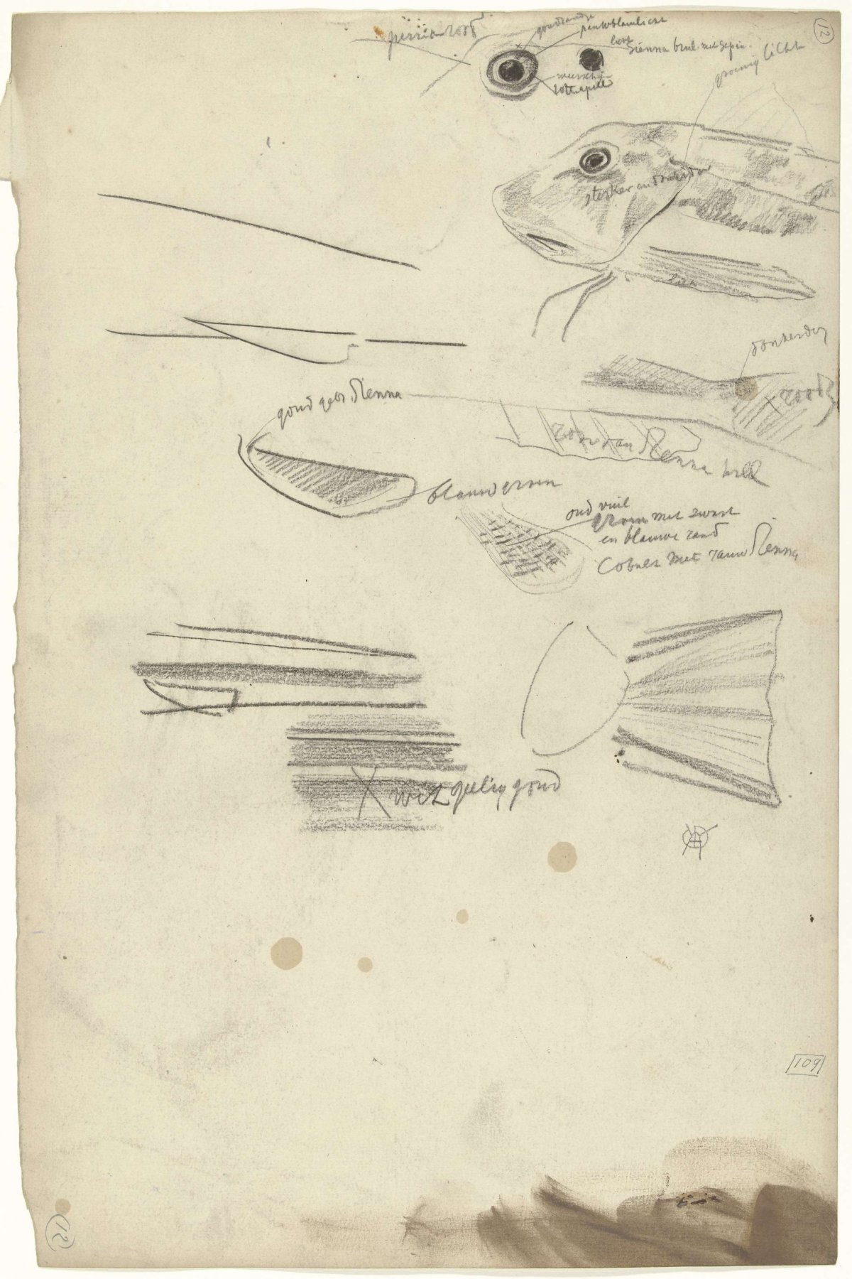 Detailed studies of a gurnard, with color notes, Gerrit Willem Dijsselhof, 1876 - 1924