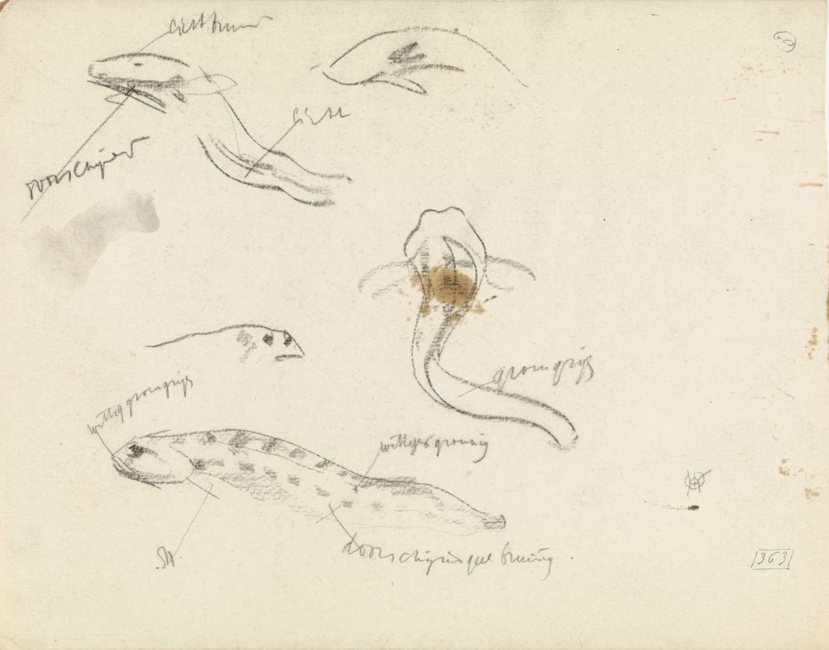 Studies of eel, Gerrit Willem Dijsselhof, 1876 - 1924