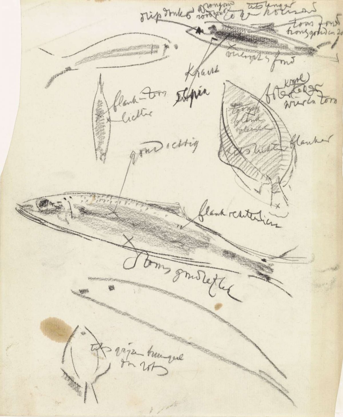 Studies of various fish, with color notes, Gerrit Willem Dijsselhof, 1876 - 1924