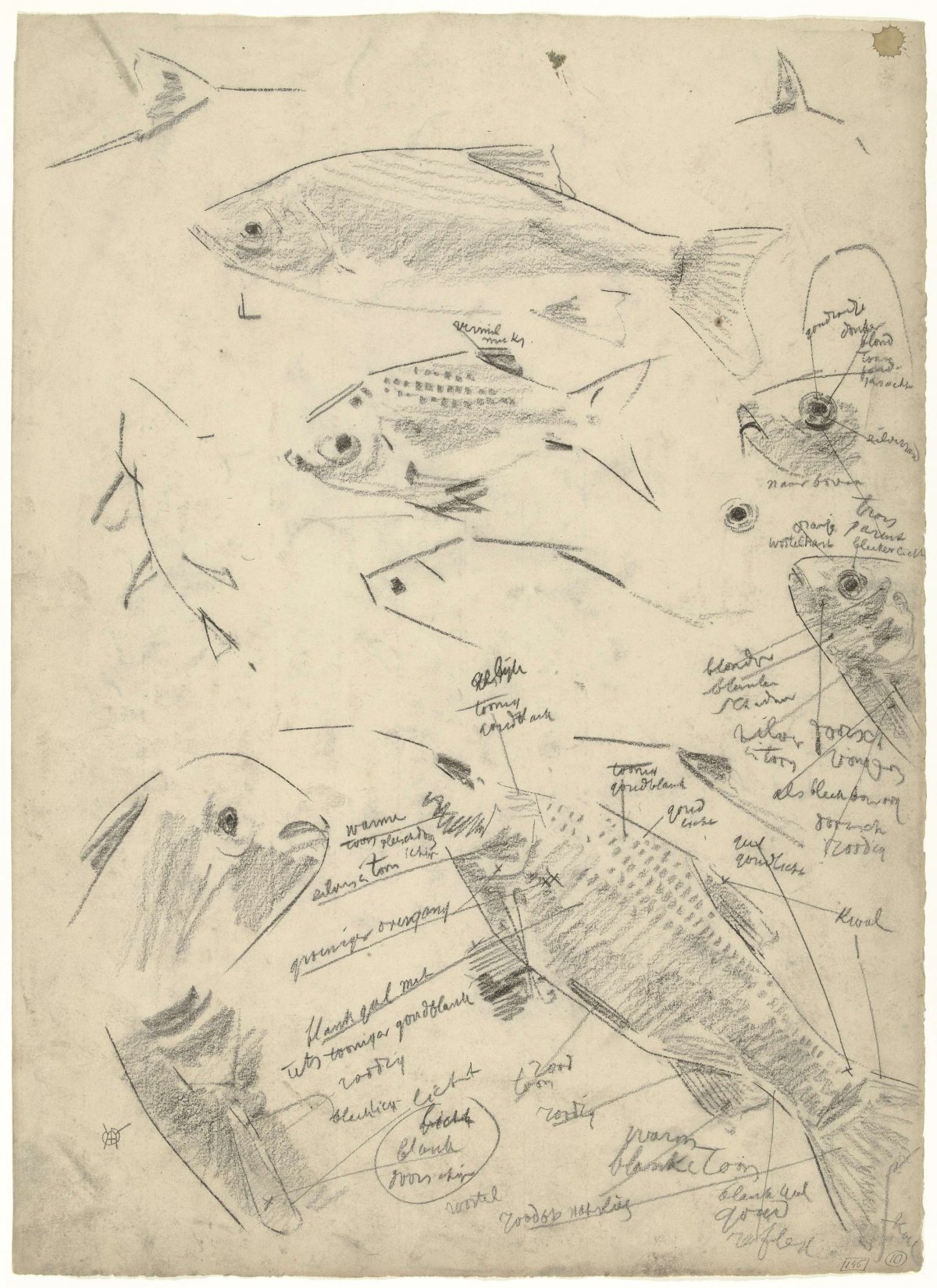 Studies of roaches, with extensive color notes, Gerrit Willem Dijsselhof, 1876 - 1924