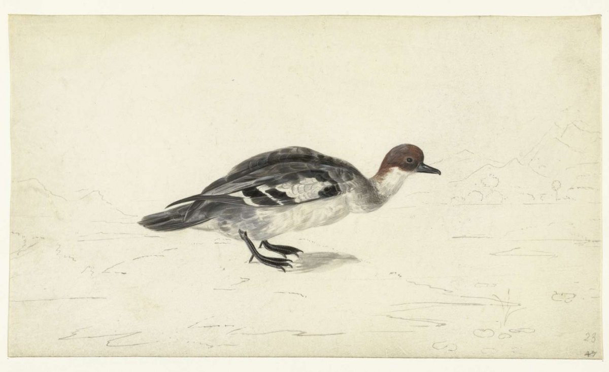 Tafeleend, anonymous, 1600 - 1699