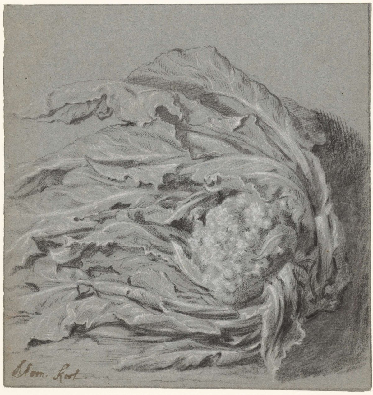 Bloemkool, anonymous, 1600 - 1699
