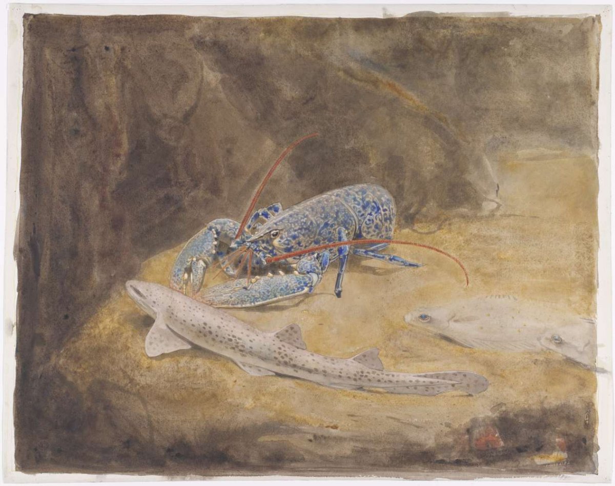 Aquarium with three North Sea fish: Lobster, Dogfish and Plaice, Gerrit Willem Dijsselhof, c. 1876 - c. 1924