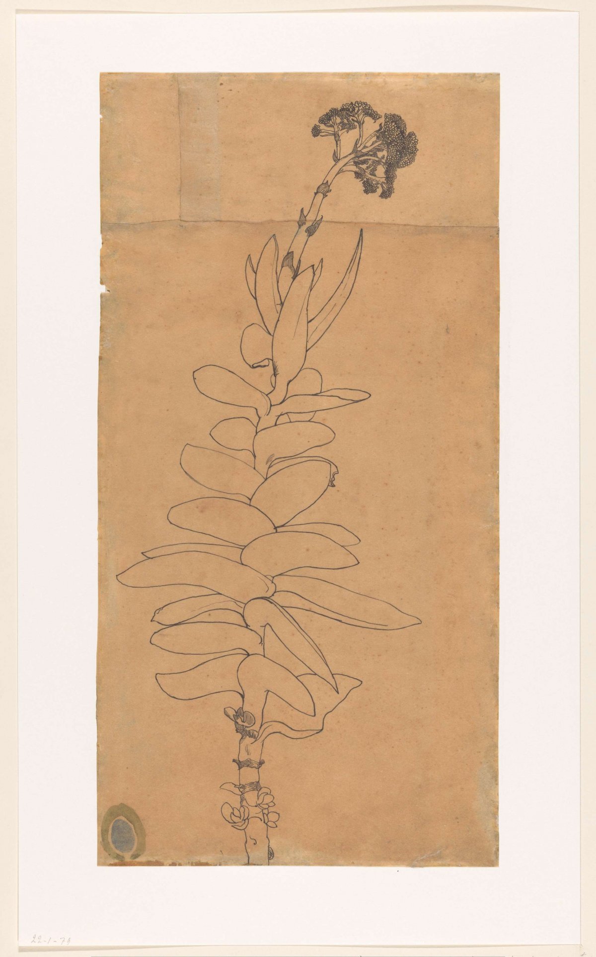 Bloeiende vetplant, Richard Nicolaüs Roland Holst, 1878 - 1938