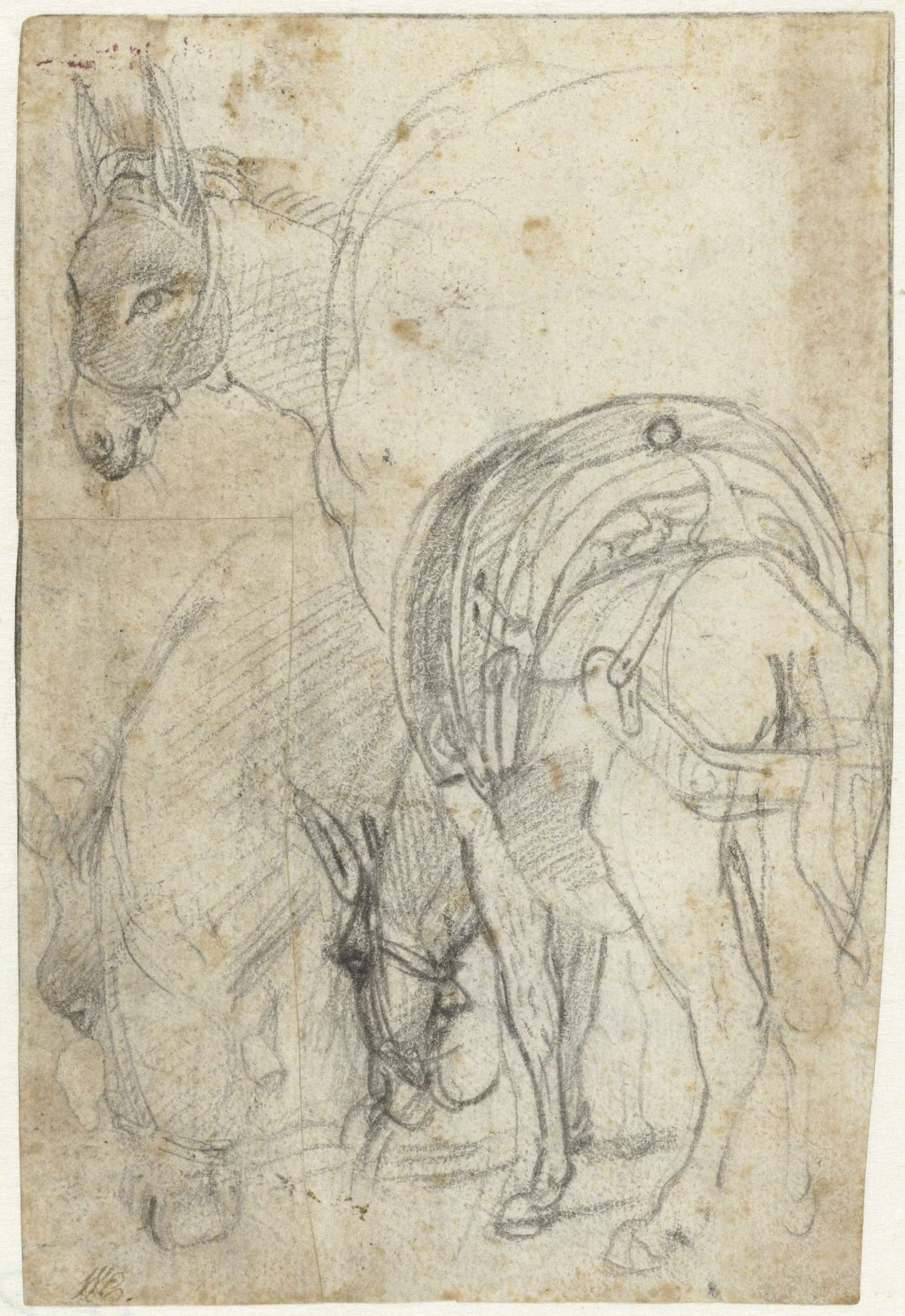 Studies of a donkey, Federico Barocci, 1545 - 1612