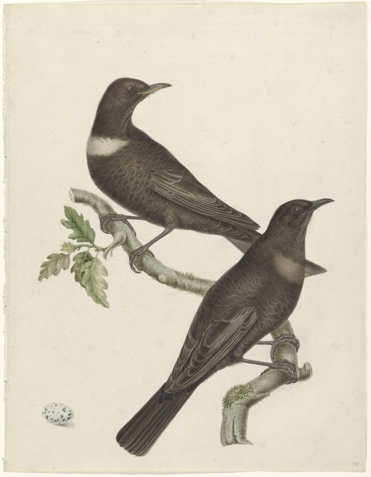 Two bill thrushes (Purdus torquatus) with an egg, Jan Christiaan Sepp, 1749 - 1811