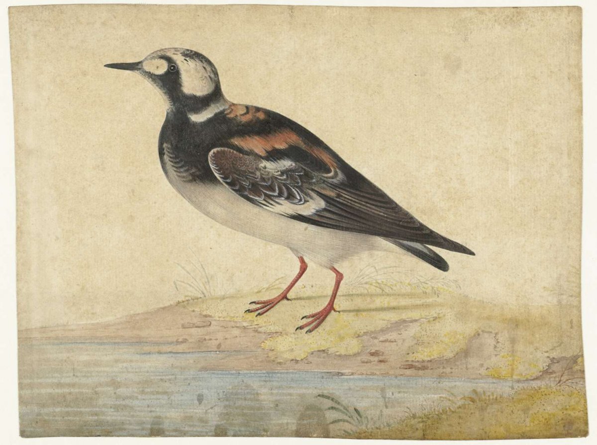Steenloper, in zomerkleed, anonymous, 1680 - 1720