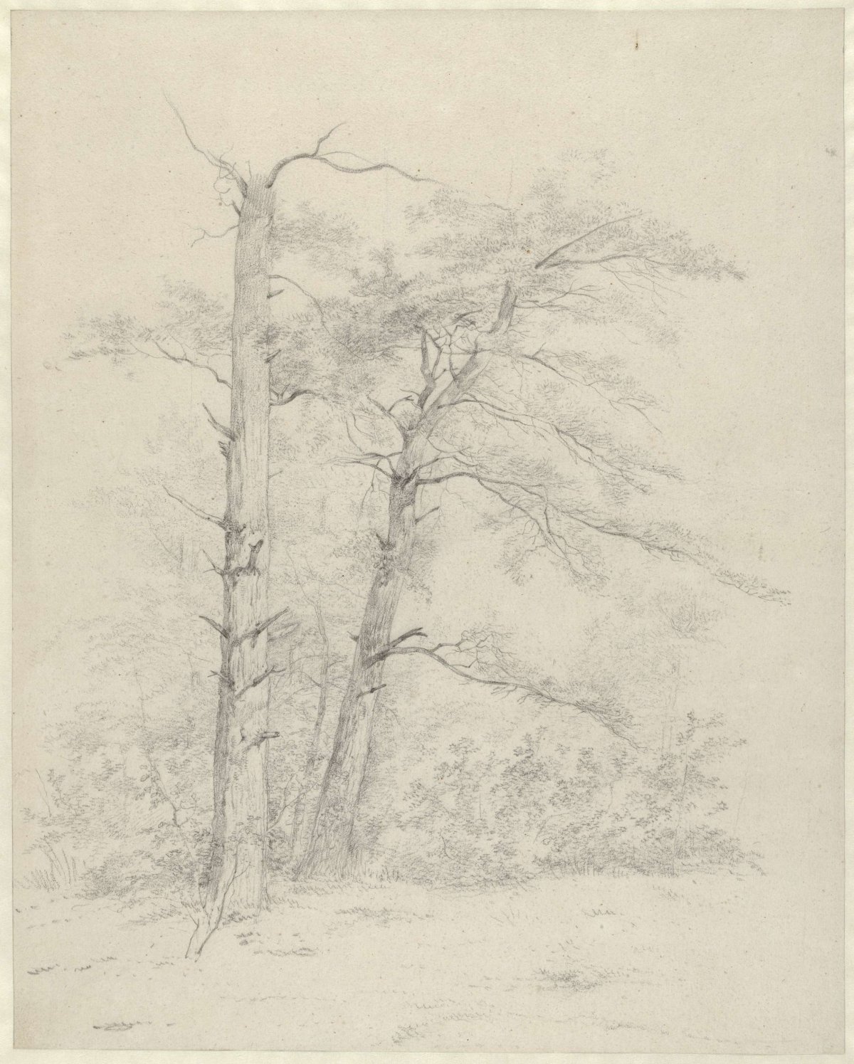 Two pine trees, Abraham Johannes Ruytenschildt, c. 1788 - c. 1841