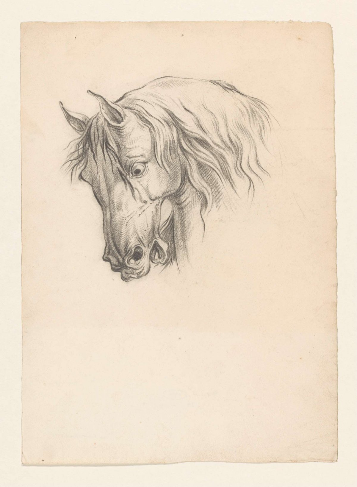 Horse's head, to the left, Johannes Tavenraat, 1819 - 1881