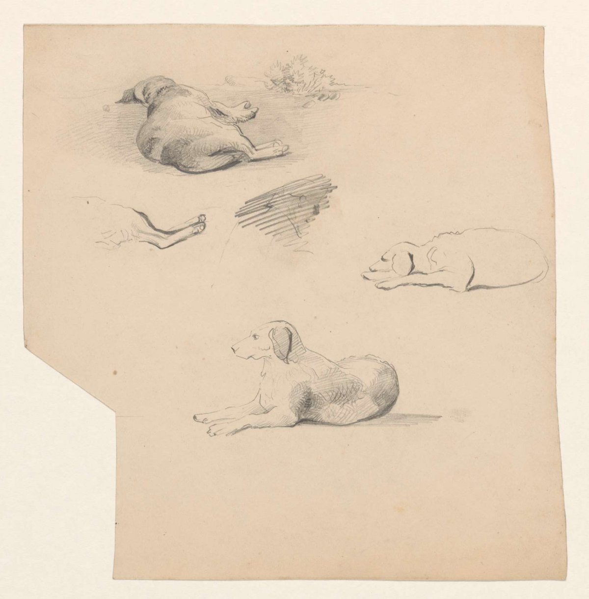 Studies of a reclining dog, Johannes Tavenraat, 1819 - 1881