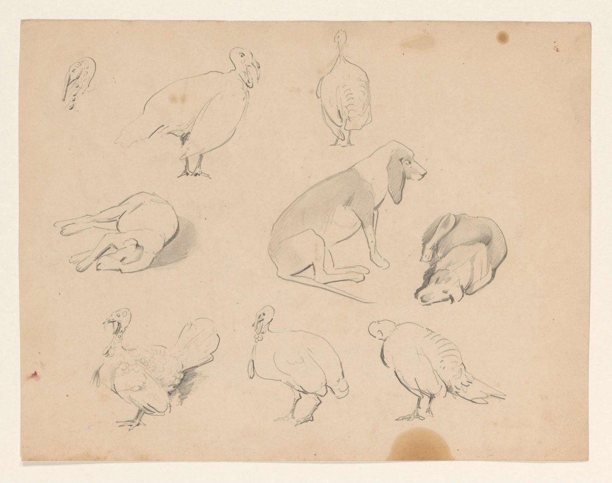 Studies of a dog and turkeys, Johannes Tavenraat, 1819 - 1881