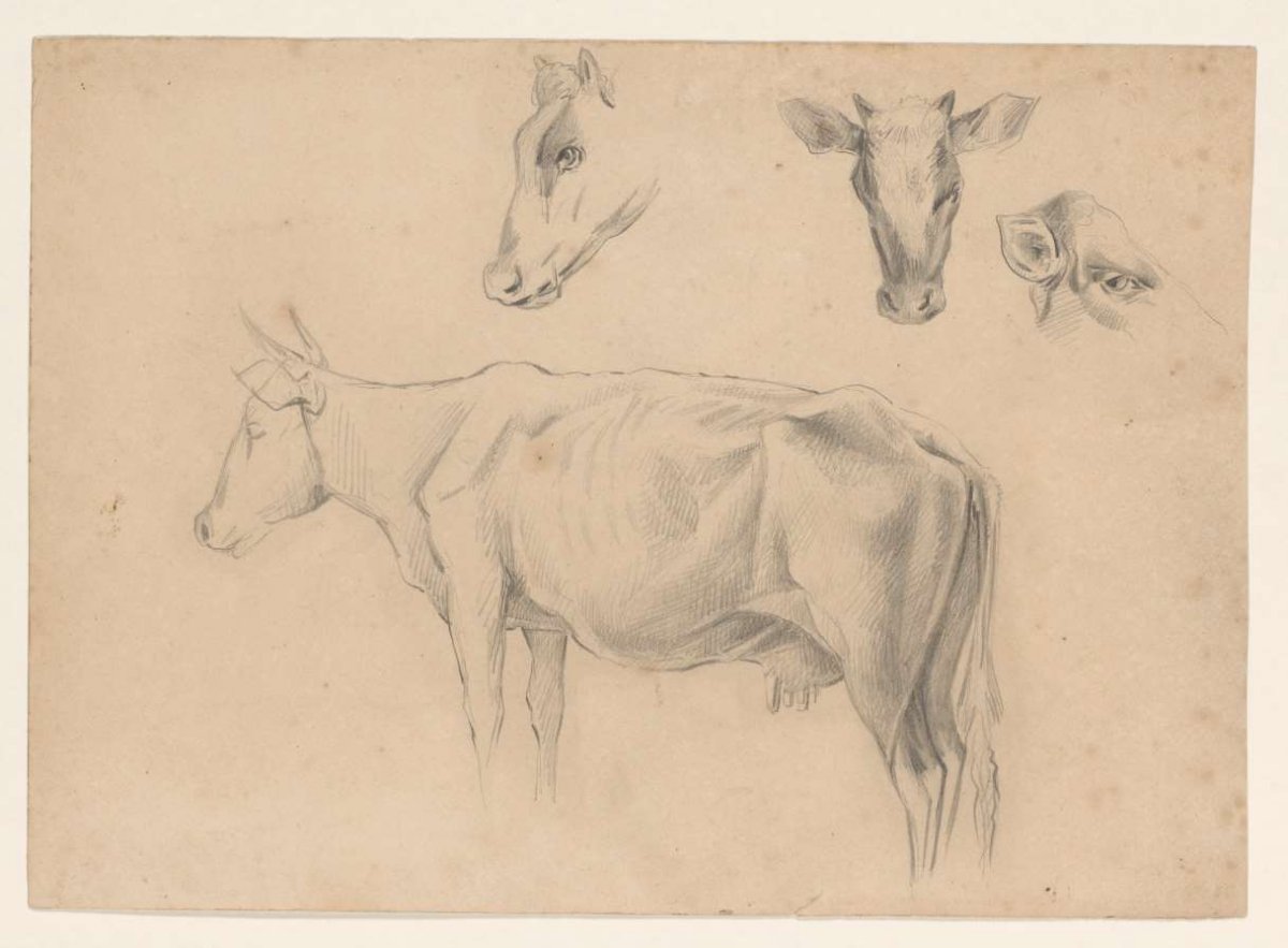 Studies of a cow, Johannes Tavenraat, 1819 - 1881