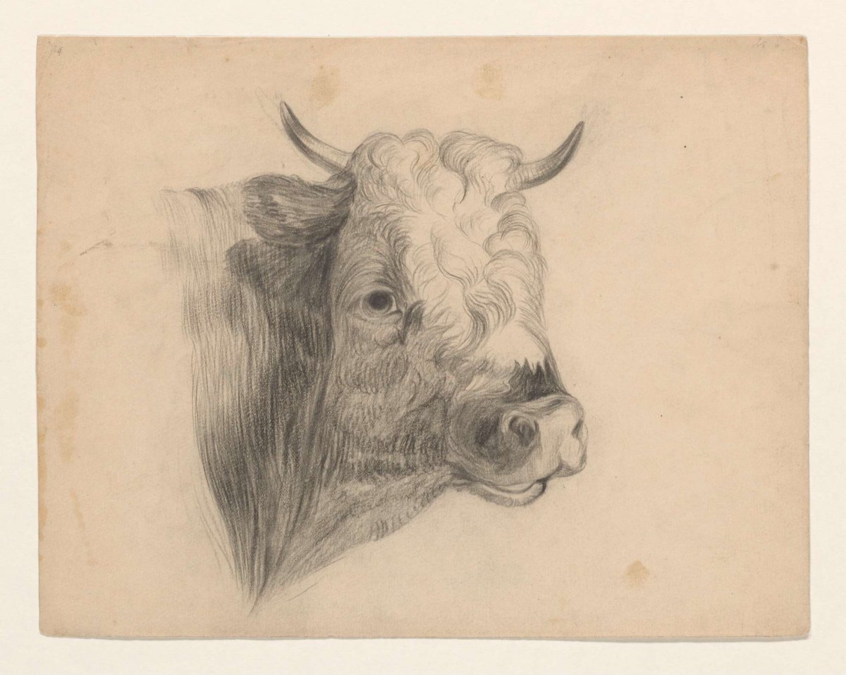 Head of a bovine, Johannes Tavenraat, 1819 - 1881