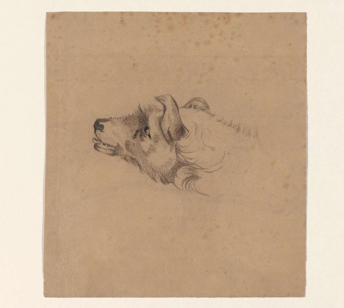 Head of a dog, to the left, Johannes Tavenraat, 1819 - 1881