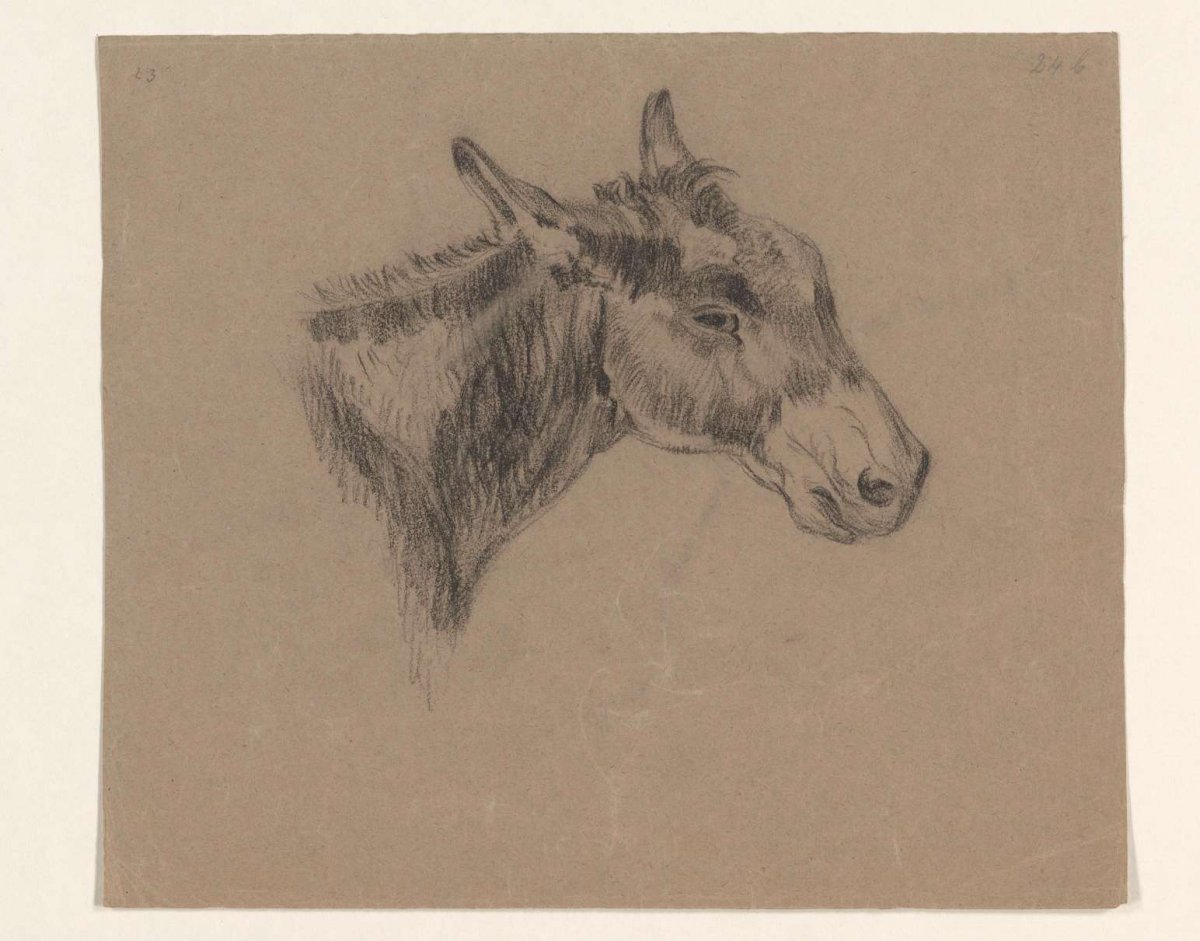 Head of a donkey, Johannes Tavenraat, 1819 - 1881