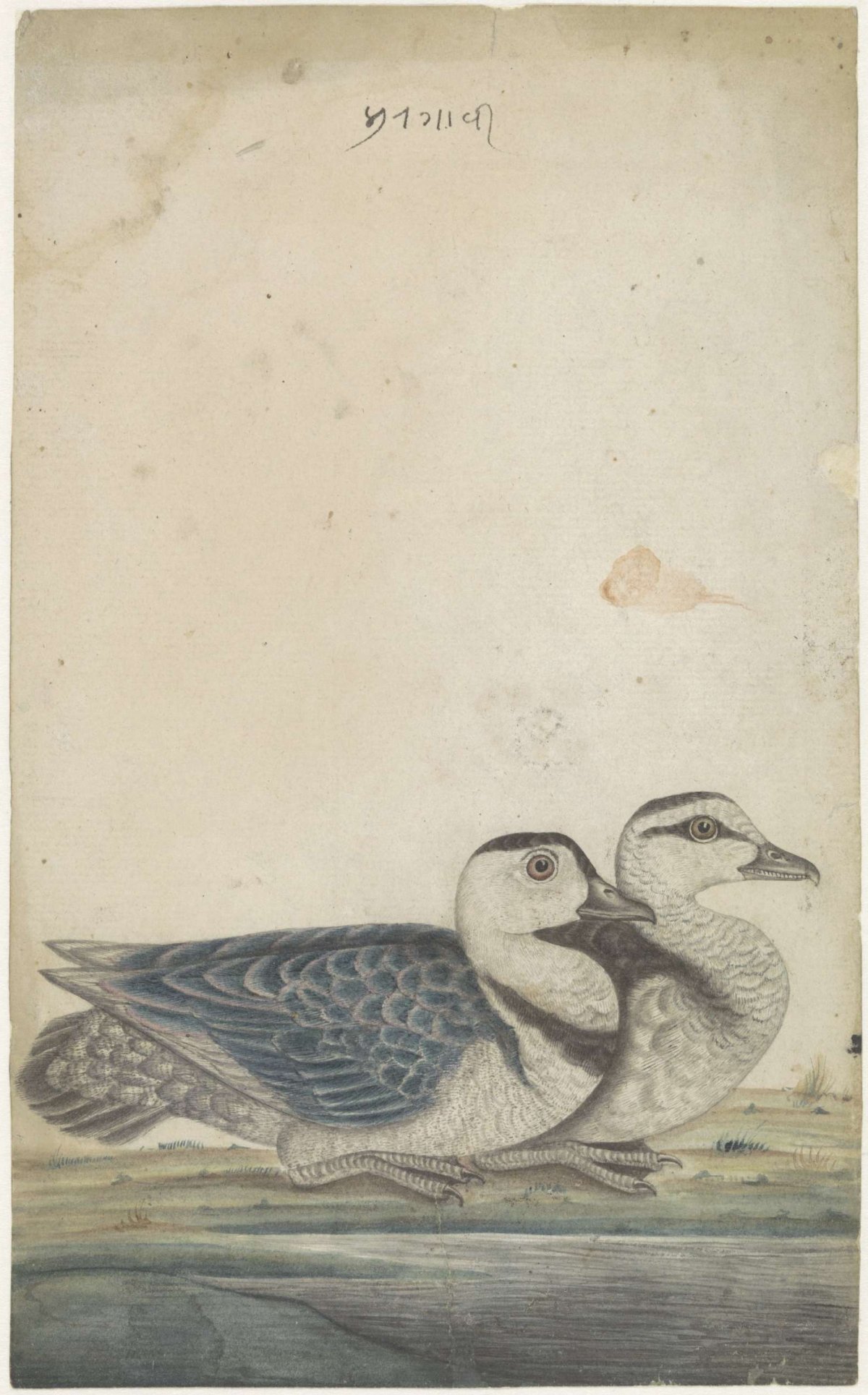 Pair of coromandelle ducks, anonymous, 1830 - 1850