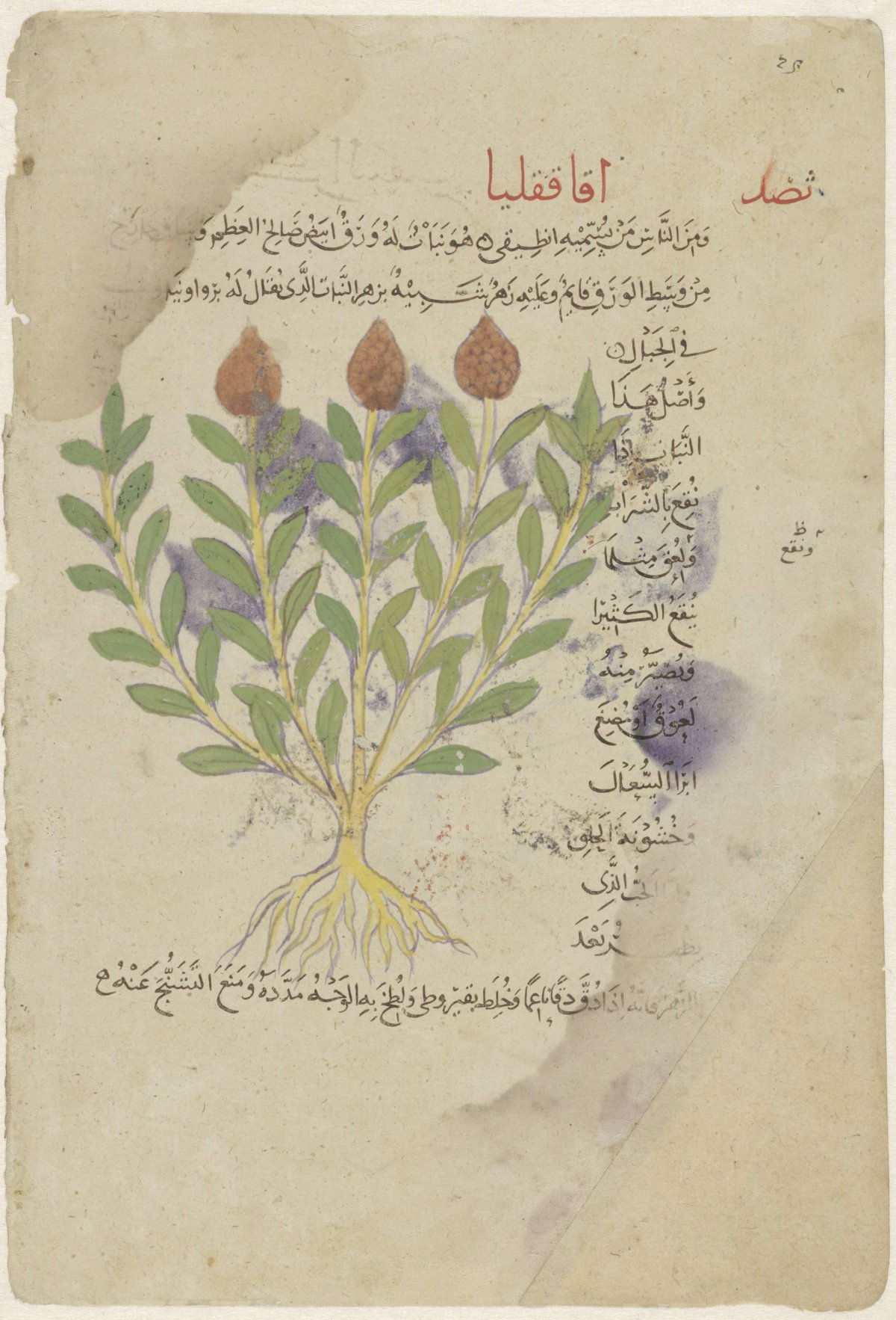 Flower and leaf, anonymous, 1300 - 1400