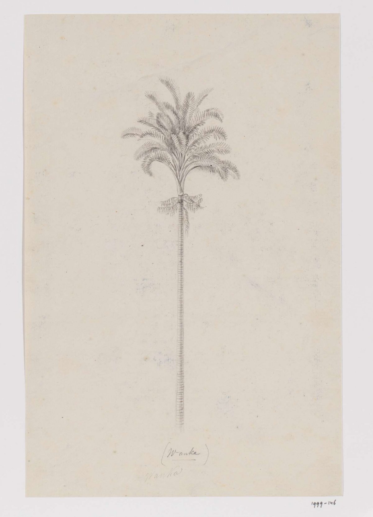Sagopalm, Molukken, Adrianus Johannes Bik, c. 1816 - c. 1846