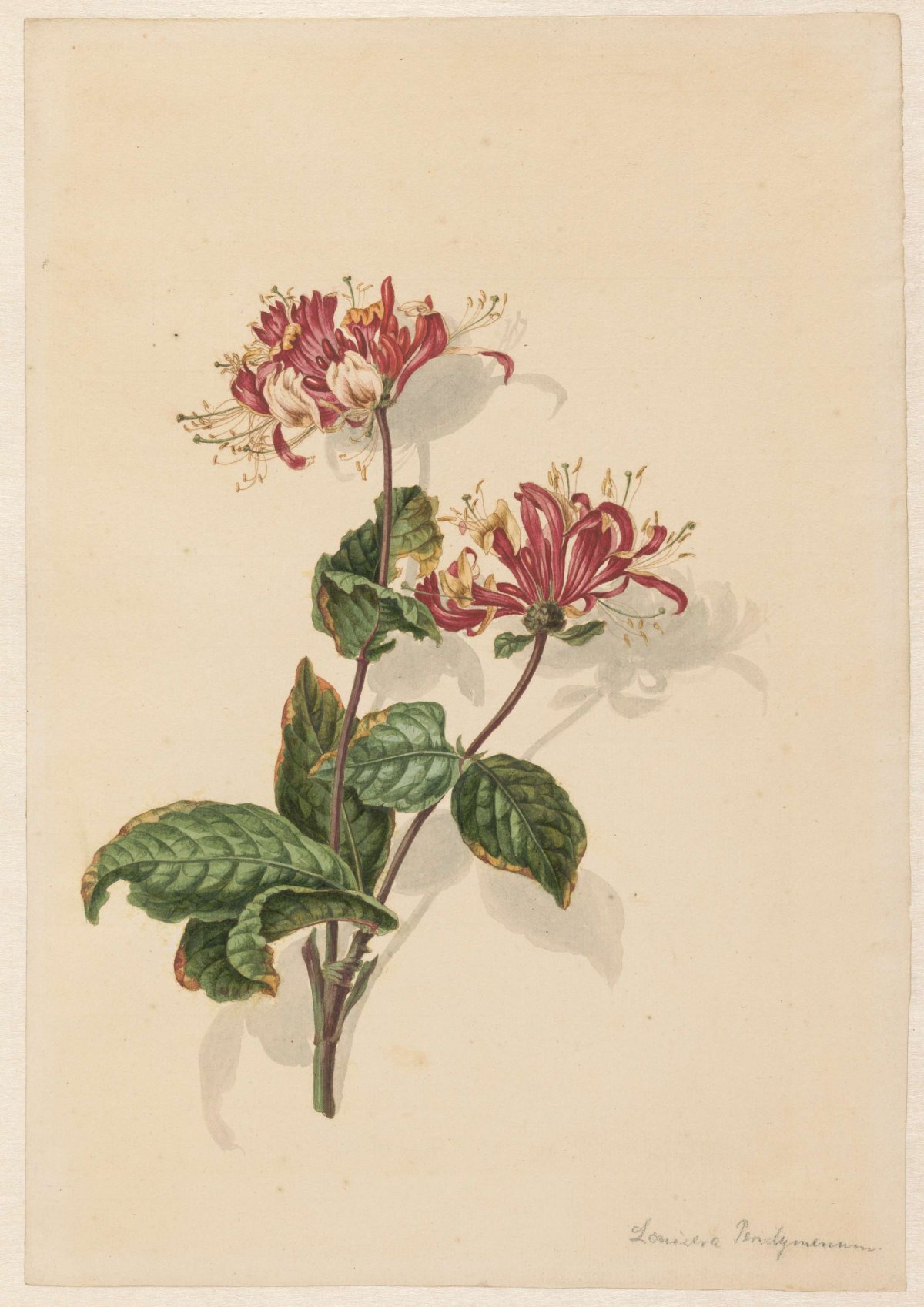 Tak wilde kamperfoelie (Lonicera periclymenum), Barend Hendrik Thier, 1750 - 1811