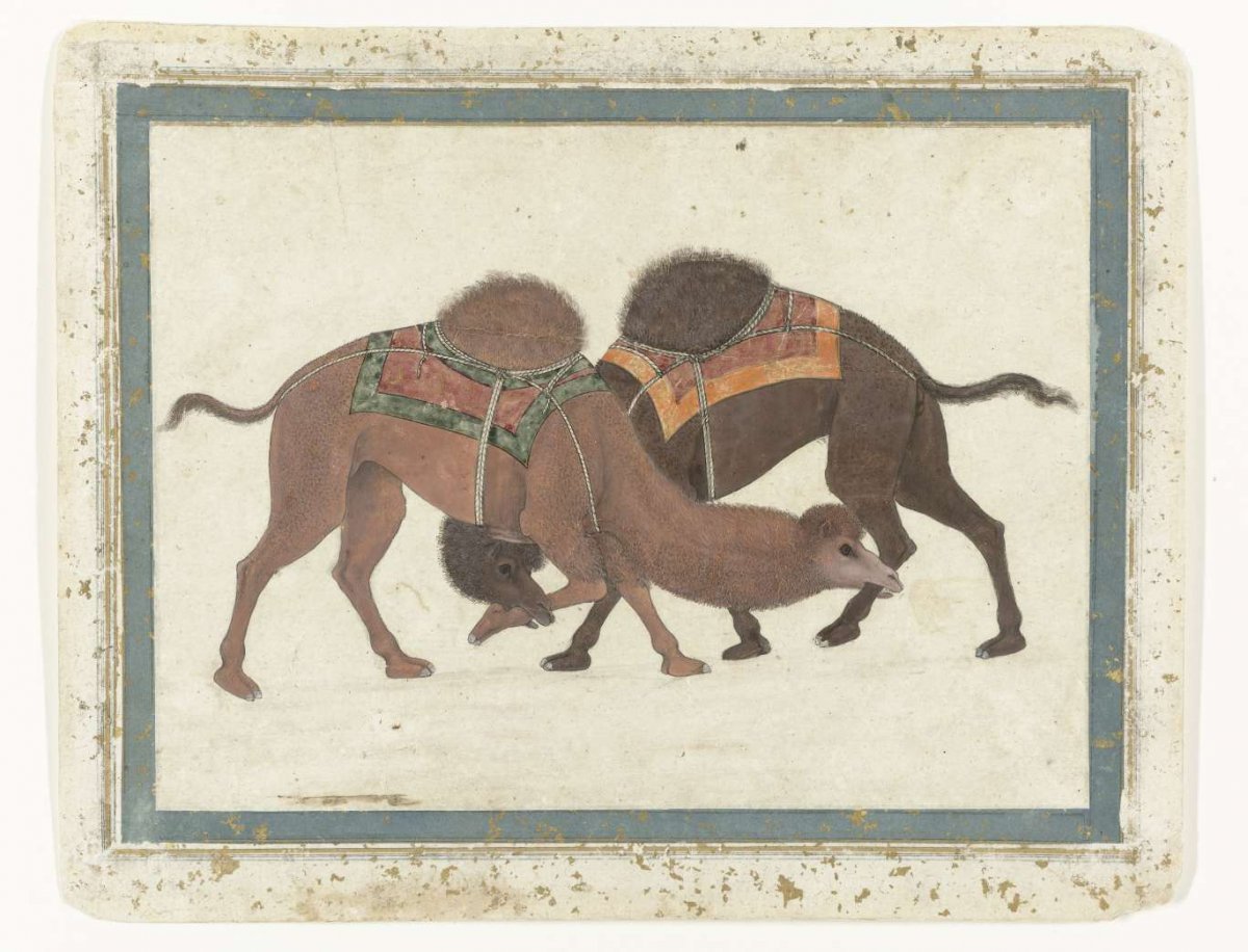 Two fighting dromedaries, anonymous, c. 1680 - c. 1700