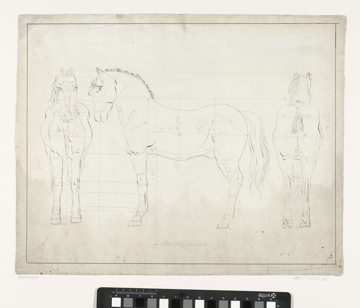 Anatomical study of a horse, from the front, in profile to the left and from behind, anonymous, after 1800 - before 1899