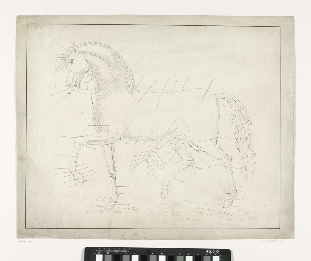 Anatomical study of a horse in profile to the left, anonymous, after 1800 - before 1899