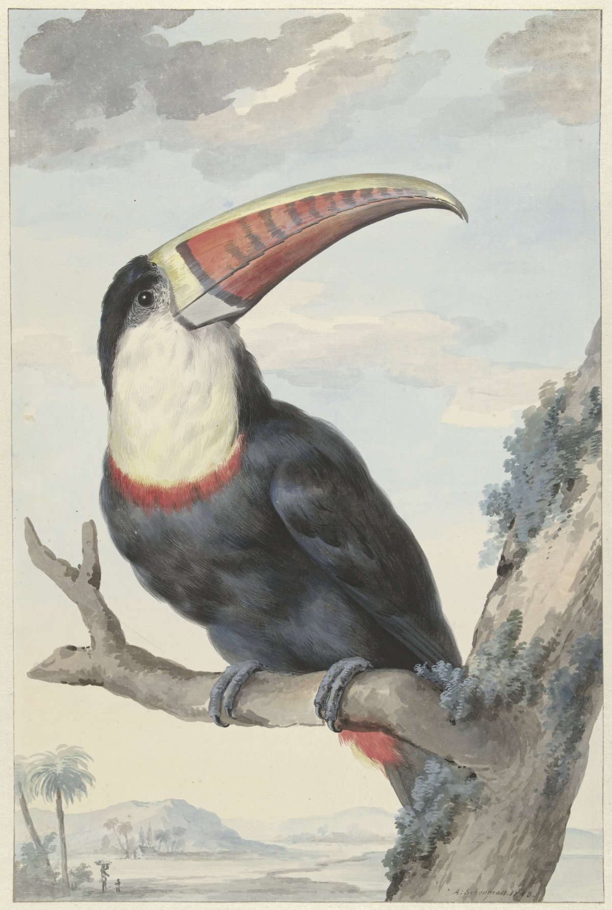 Red-billed Toucan, Aert Schouman, 1748