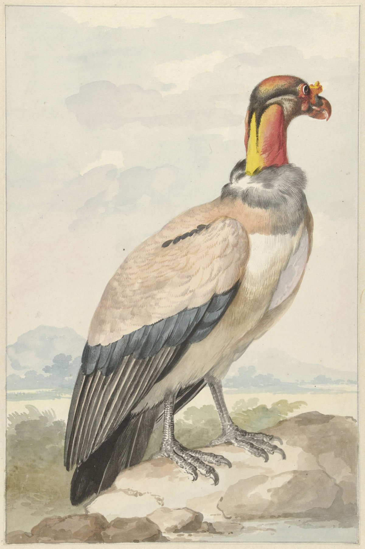 Koningsgier (Sarcoramphus papa), Aert Schouman, 1758