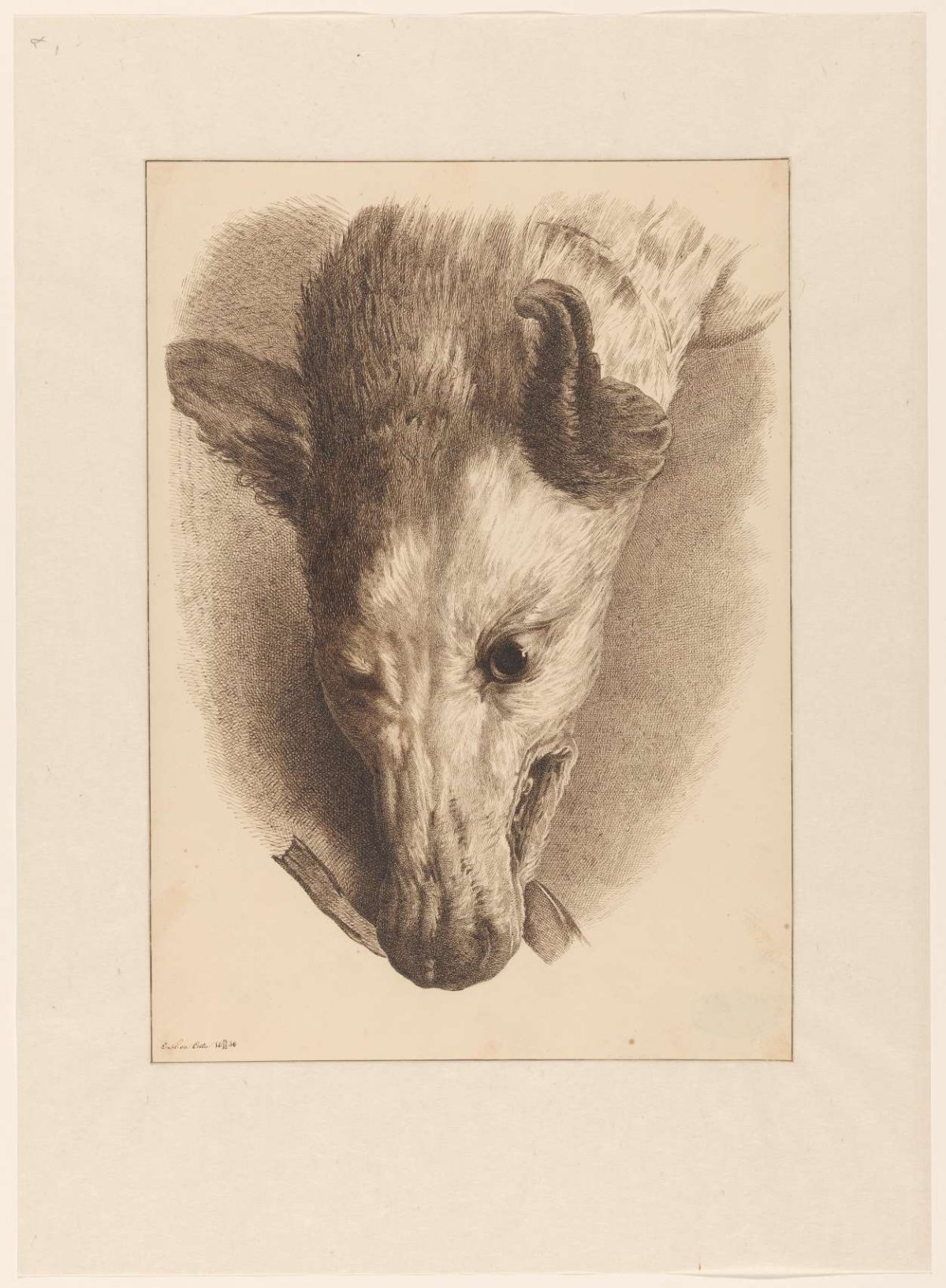 Head of a fox, Joseph Mendes da Costa (1806-1893), 1830