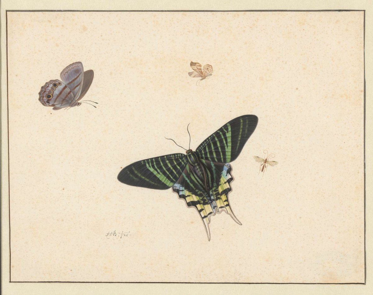Three butterflies and a wasp or fly, Herman Henstenburgh, c. 1677 - c. 1726