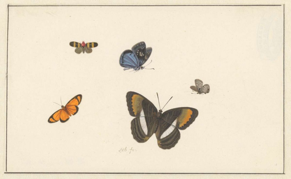 Five butterflies, Herman Henstenburgh, c. 1677 - c. 1726