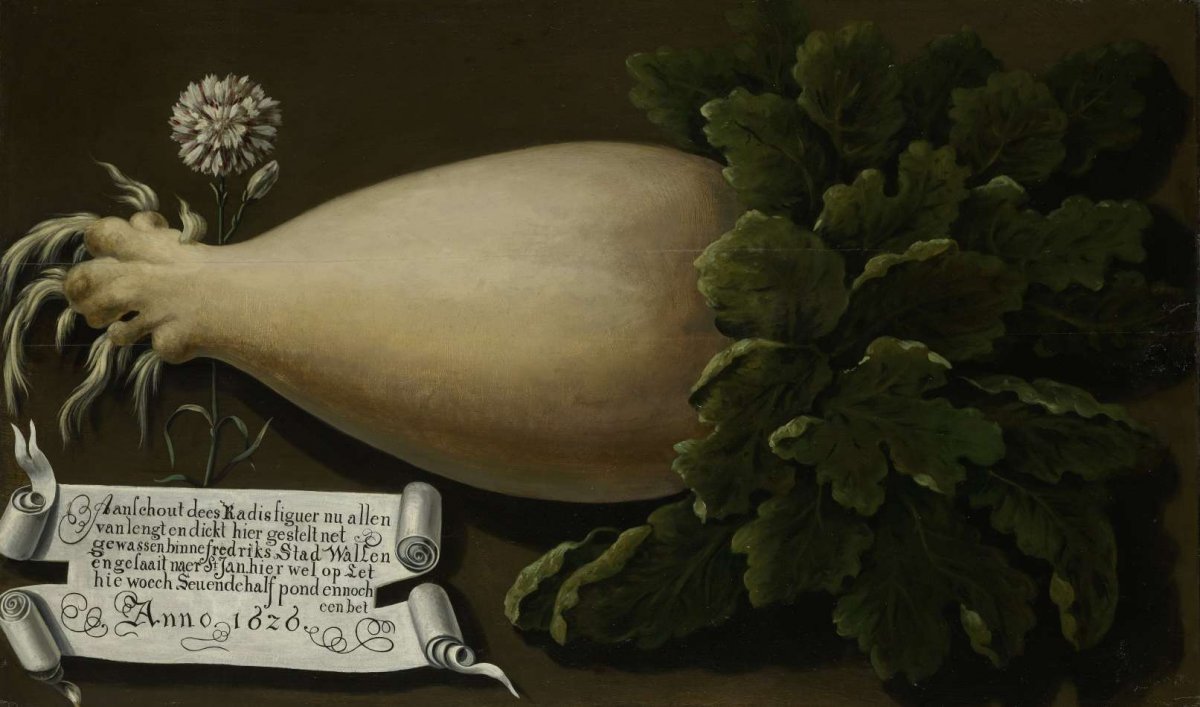 A Giant Radish, anonymous, 1626
